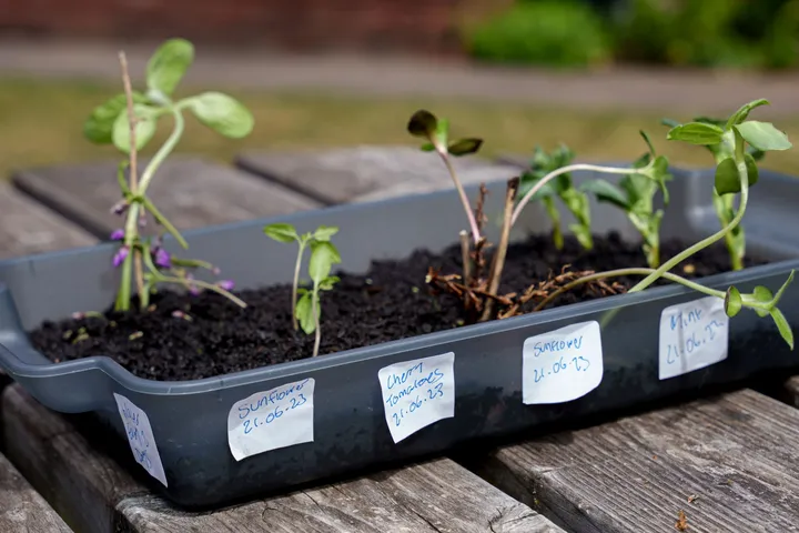 elizabeth-fry-garden-plants-tray