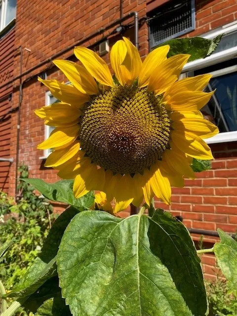 elizabeth-fry-garden-sunflower-yellow