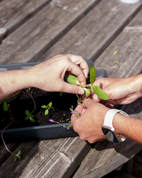 elizabeth-fry-gardening-hands-growth-green-seeds