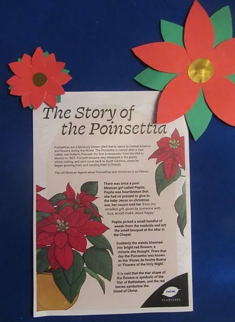 Ky poinsettia1